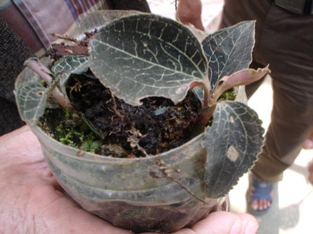 Giải[-]mã[-]bí[-]ẩn[-]loài[-]cỏ[-]trị[-]giá[-]100[-]triệu[-]đồng/kg